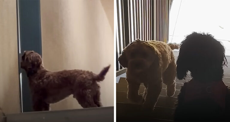 Dog falls in love with neighbor’s dog – how he becomes a true gentleman for her is just adorable