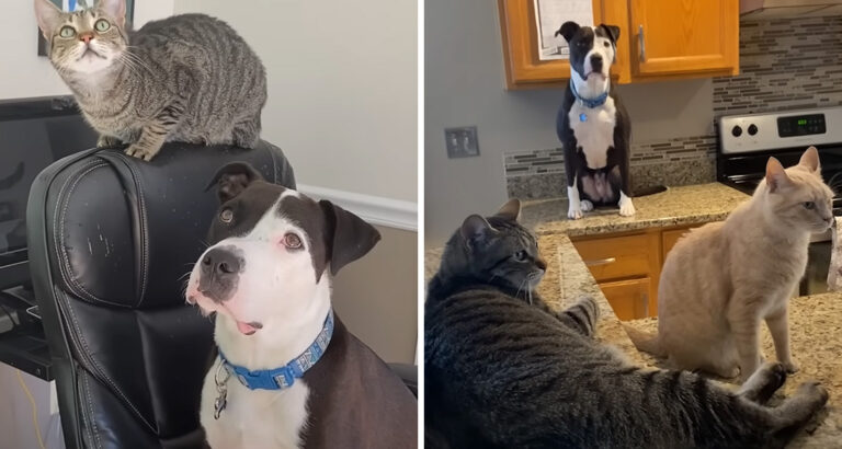 Dog lives with cats and loves them more than anything – The consequences are hilarious