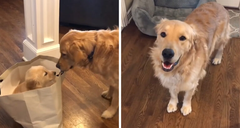 Dog receives a new playmate delivered in a bag – His reaction makes everyone laugh