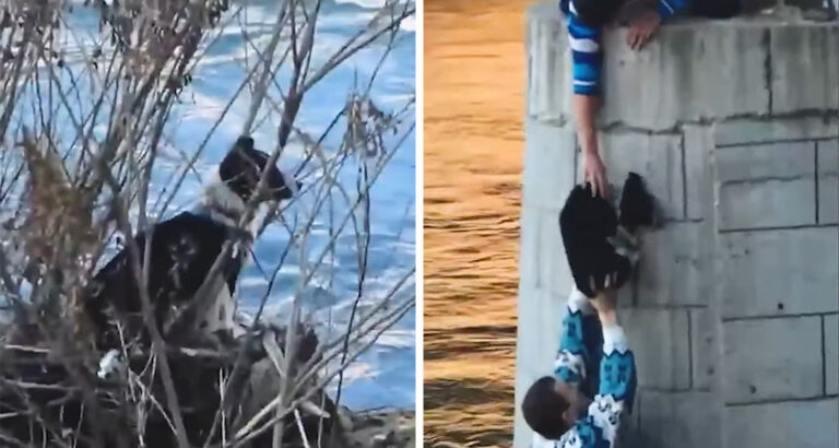 Dog stuck in the middle of the river – A man rescues the little furry friend with such athleticism and sensitivity