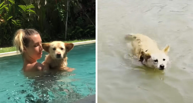 Dog Has a Terrifying Fear of Water – How He Overcomes His Trauma Inspires Everyone