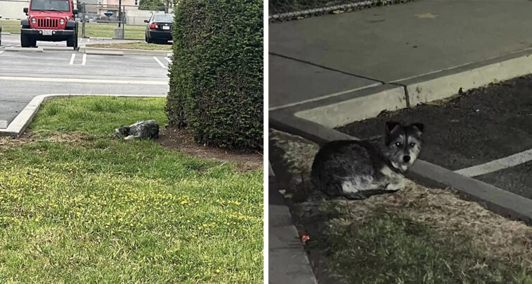 Dog suffers lonely in a school parking lot – The reason is heartbreaking