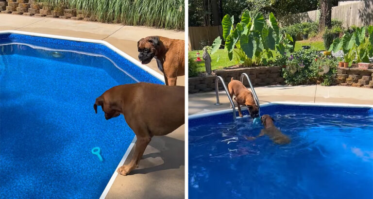 Dog toys have fallen into the pool – how these 2 furry pals retrieve them is genius