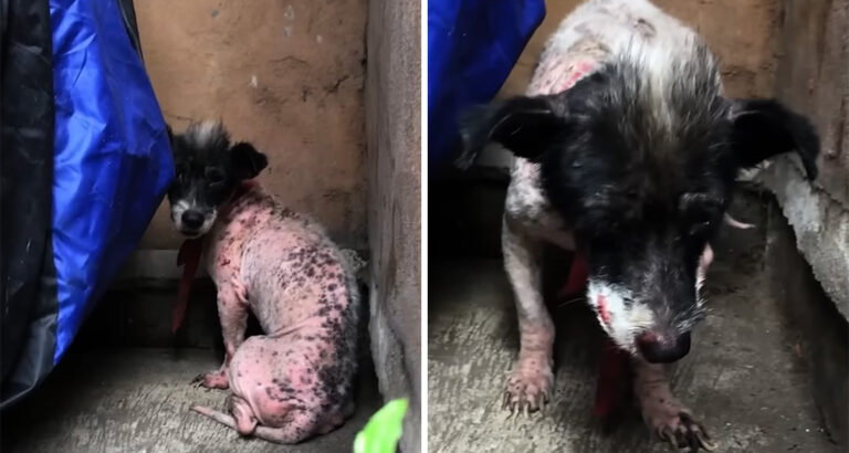 Dog was badly abused – How he still learns to love again surprises everyone