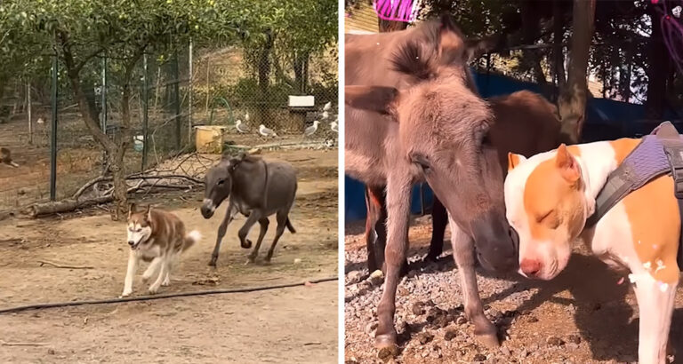 Donkey Girl Becomes Queen of Dogs – The Amazing Story Behind It