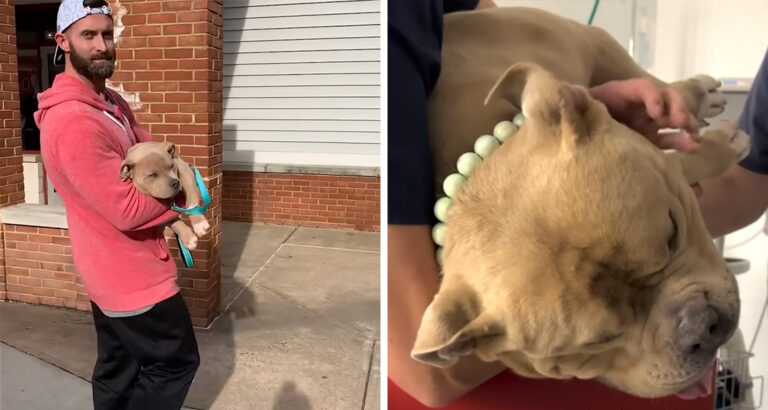 Family Buys “Perfect” Dog from Breeder – What They Learn at the Vet is a Shock