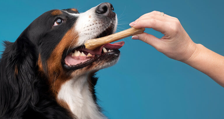 Finding the Best Dog Chews