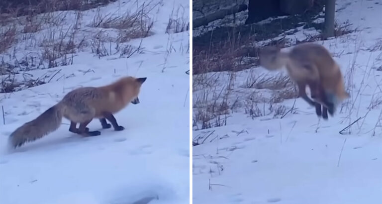 Hilarious Sight: Fox Does a Headfirst Dive into the Snow – What’s Behind It Surprises Everyone