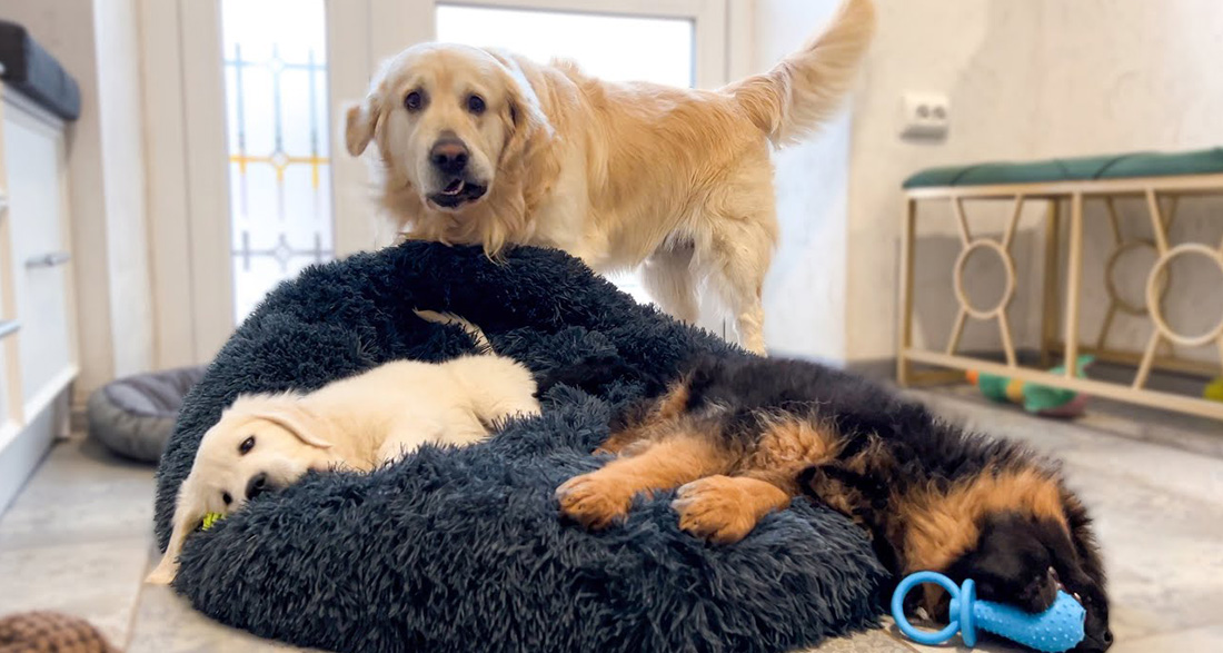 Two Puppies Take Over Golden Retriever’s Bed: His Reaction Will Bring Tears of Laughter