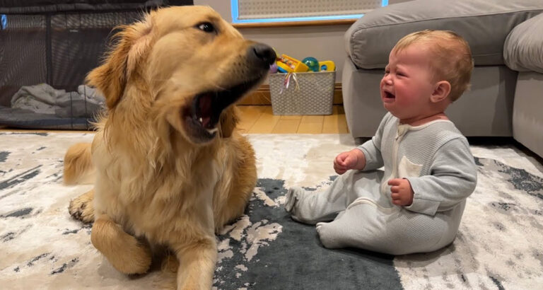 Golden Retriever makes baby cry – how sweetly he apologizes touches millions of hearts