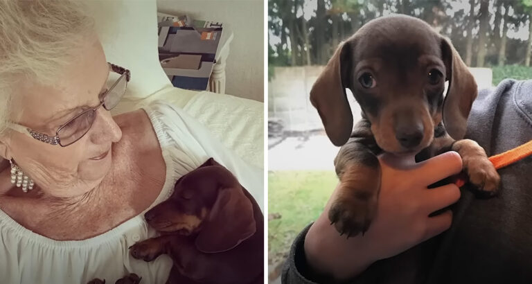 Grandma and her dog – how this dachshund keeps a grandmother lively is heartwarming