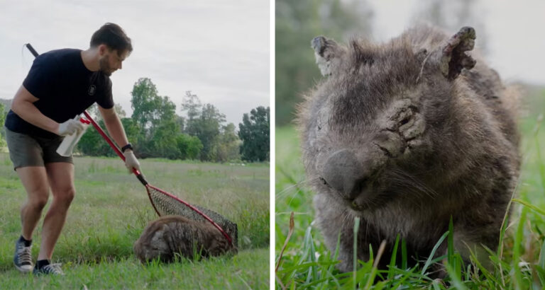 Man hunts wild wombats – The surprising reason touches everyone’s heart