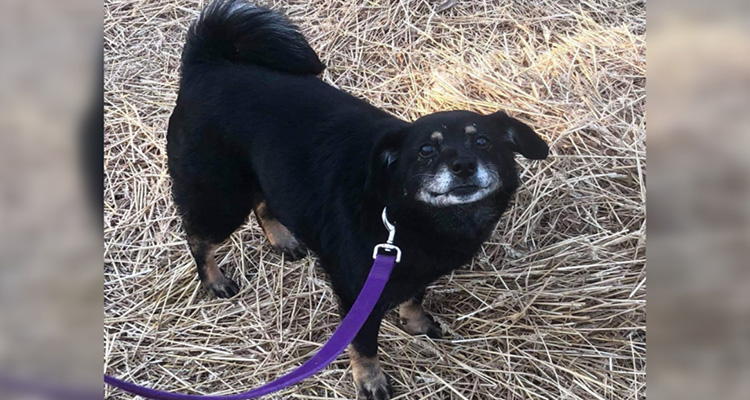 Heartworm-Positive Senior Is Now Smiling Thanks To Your Help!