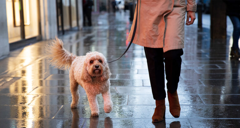 Help, My Dog Doesn’t Want to Go for a Walk in Bad Weather