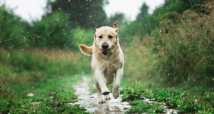 My Dog Doesn't Want to Go for a Walk in Bad Weather