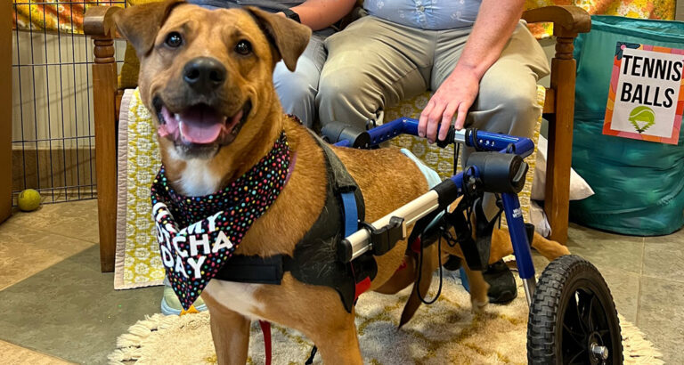 Dog Paralyzed by Car Accident: His Fight to Walk Again Leaves Everyone in Awe