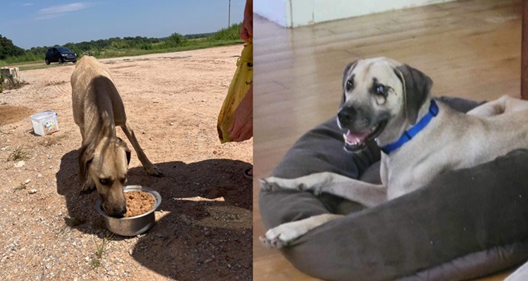 His Owners Abandoned Him With A Damaged Eye And Leg, But You Helped Save Him!