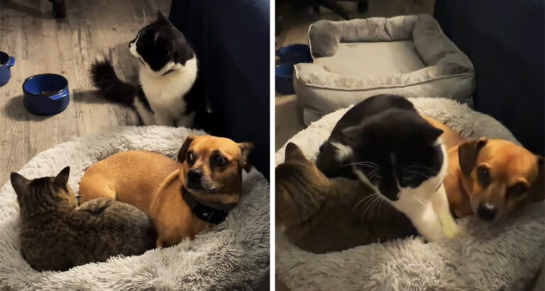 Unwanted Cuddle Session: How This Dog Has to Share His Bed with 2 Cats Is Just Adorable