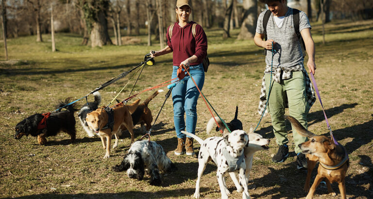 How to Find an Excellent Dog Sitter