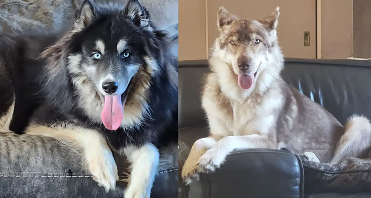 Huskies Living On The Street Find Comfortable Homes Thanks To Your Help!