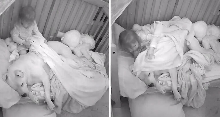 Dog in the Toddler’s Bed: Incredibly Sweet What the Little Girl Does for Her Four-Legged Friend