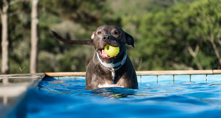 Is Chlorine Bad or Safe for Dogs?