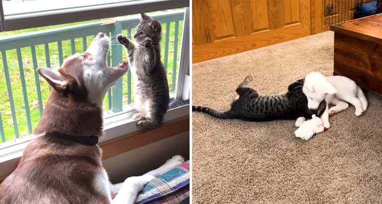 Kitten Grows Up Wrestling With Huskies