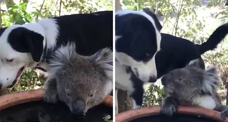 Koala drinks from dog’s bowl – What happens between the dog and the koala is simply incredible