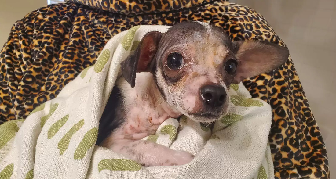 Puppy Suffers Terribly from Mange – How He Blossoms Thanks to Loving Care Is Heartwarming