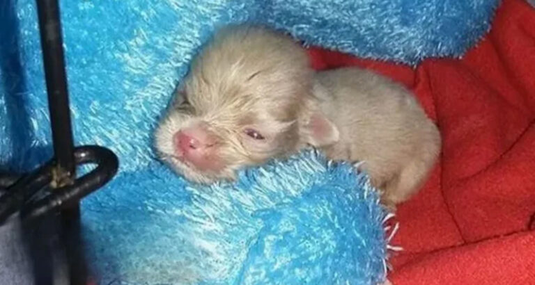 Breeder Couldn’t Profit From Tiny Albino Puppy So He Left Him On The Ground