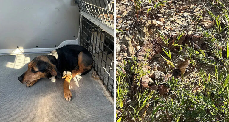 Quick-Thinking Mail Carrier Saves Dog’s Life After She Tangled With A Copperhead!