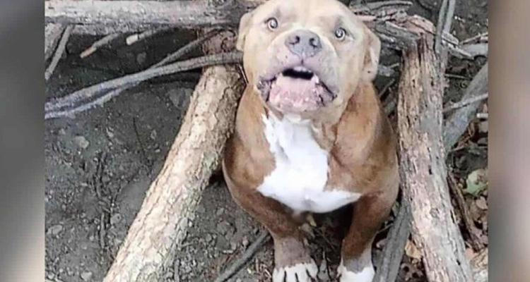 Man Finds 3-Legged Scared Dog in the Woods: What Happens During the Rescue is Simply Magical