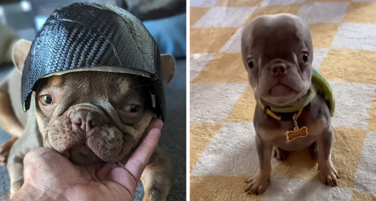 Man crafts a helmet for his dog – what’s behind it is heartwarming
