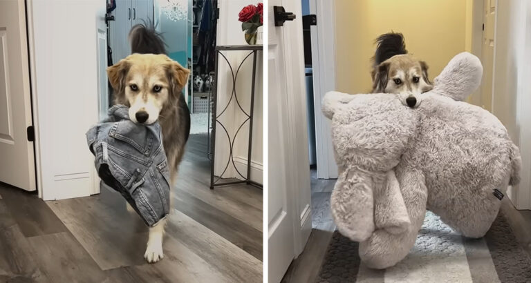 Husky mongrel thinks he’s an interior designer – His “work” causes uproarious laughter