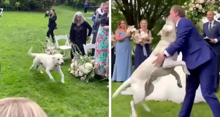 Dog plays an important role in his parents’ wedding: But what he does throws the whole plan out the window