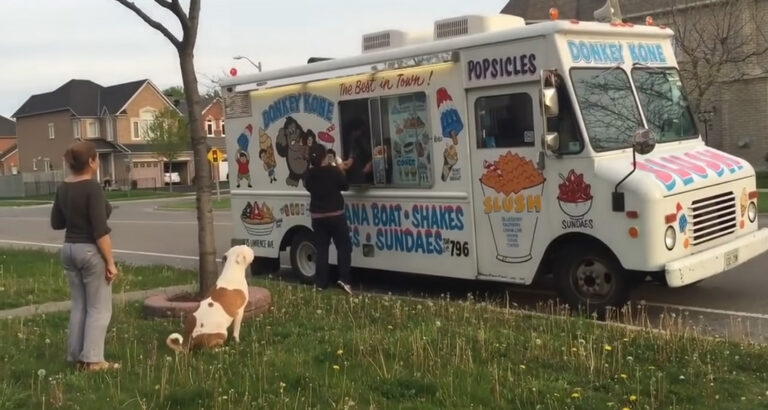 This pit bull has a great fondness for ice cream – And the way he craves it impresses more than just the ice cream vendor