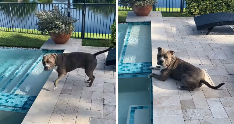 Pitbull really wants to swim in the pool – how well-behaved he is for the privilege is hard to believe