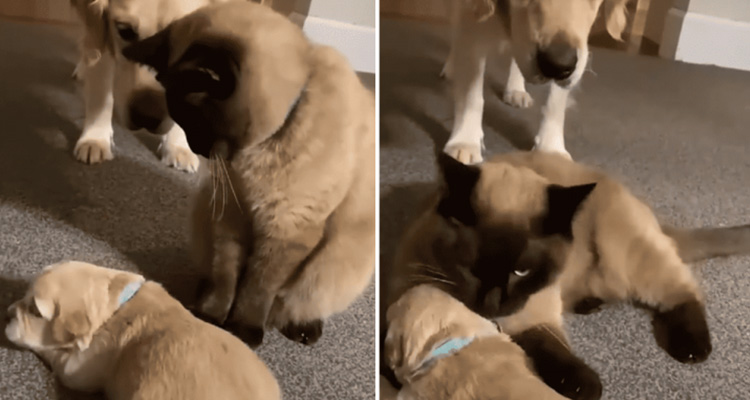 Puppy Joins the Family, But Cat Doesn’t Like Him – How He Wins Her Heart Is Incredibly Sweet