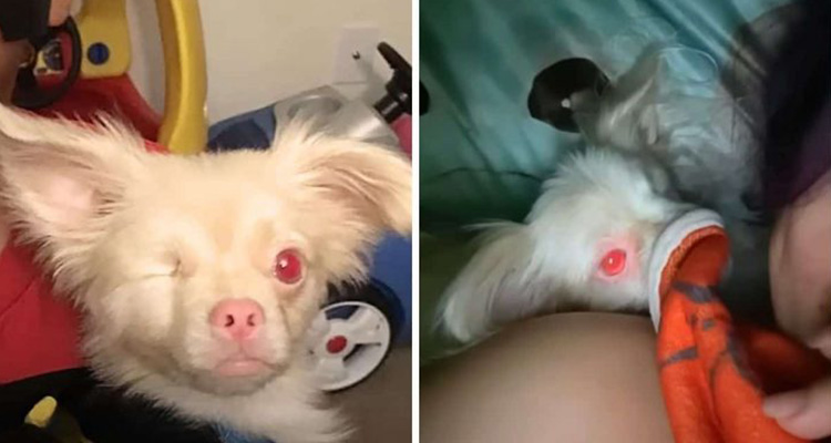 Puppy Loses an Eye – How He Fills His Family with Joy Despite It Is Heartwarming