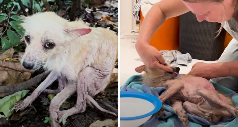 Injured, Starving, and Terrified: When a Woman Finds This Dog, It Breaks Her Heart