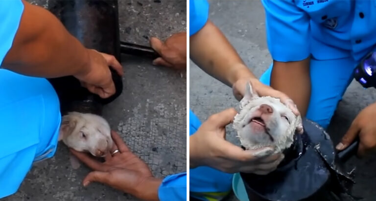 Puppy Stuck in Exhaust Pipe – How Rescuers Try to Free Him Leaves You Breathless