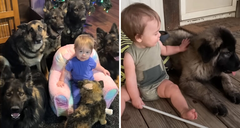 Baby Grows Up with 7 Dogs: How the Little Family Member Behaves Will Warm Your Heart