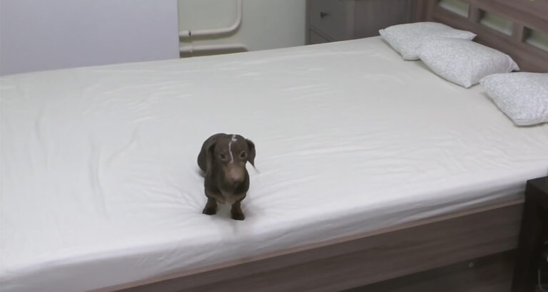 Dachshund Loves His Bed the Most: Every Time He Gets on It, He Has This Crazy Reaction