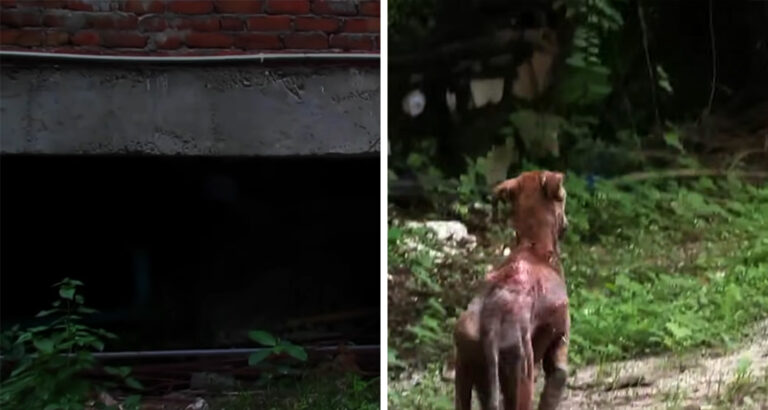 Animal Rescuers Attempt to Catch Stray Dog: This is Why the Chase is a Race Against Time