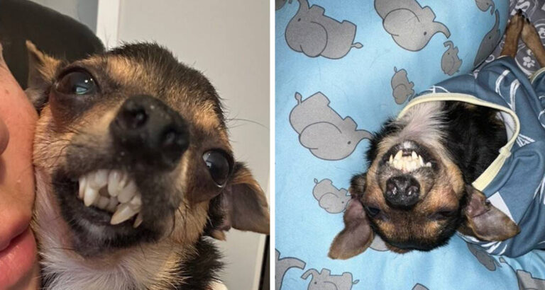 Rescue Dog With Vampire Smile Loves To Nibble On His Family