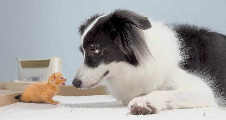 First Encounter with a Kitten: How This Border Collie Reacts Captures Hearts