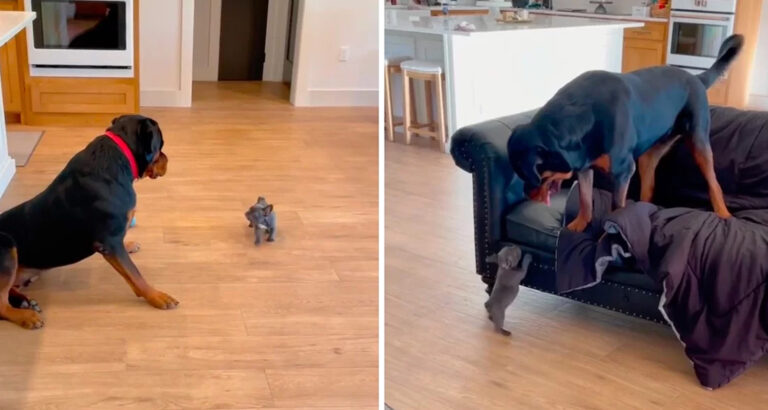 Rottweiler Is Afraid of New Puppy and Runs Away: What Happens Over Time Is Heartwarming