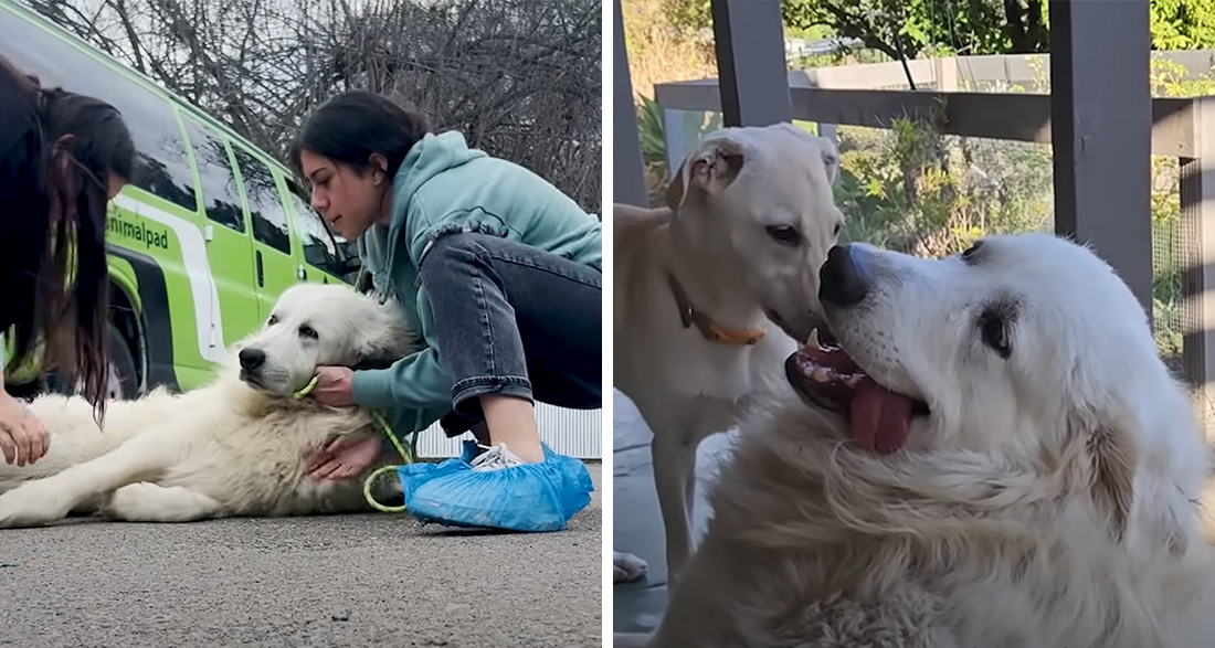 Used as a Stud Dog: Dog is Extremely Scared – How He Overcomes His Fear is Astonishing