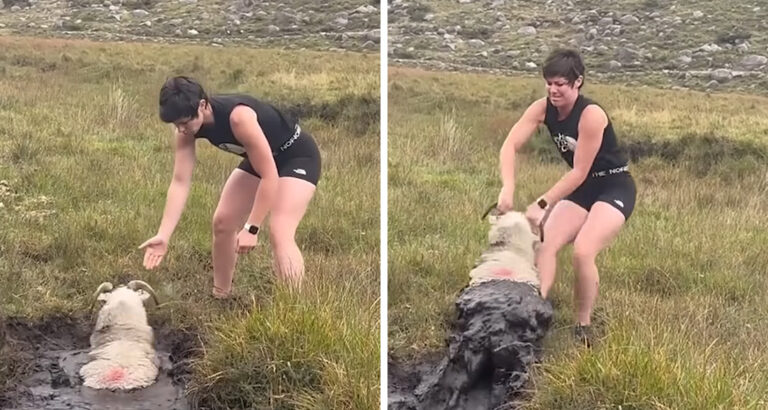 Sheep Stuck in Mud Hole up to Its Neck: How a Walker Helps Is Simply Amazing