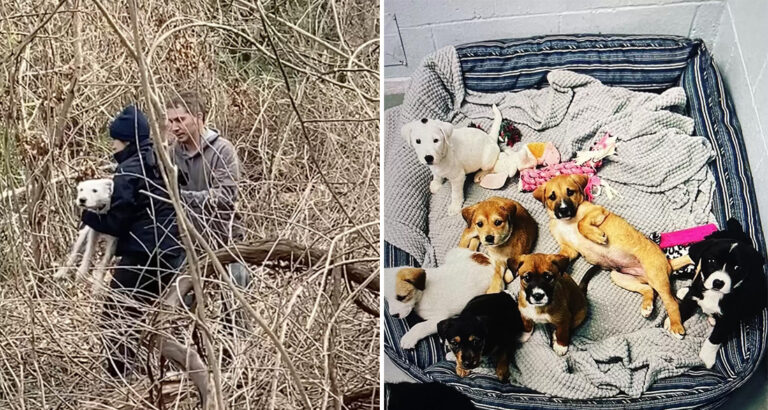 Mama Dog And Her Puppies Have The Sweetest Reunion A Year After Dramatic Rescue